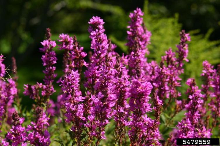 Loosestrife, Purple Vermont Invasives